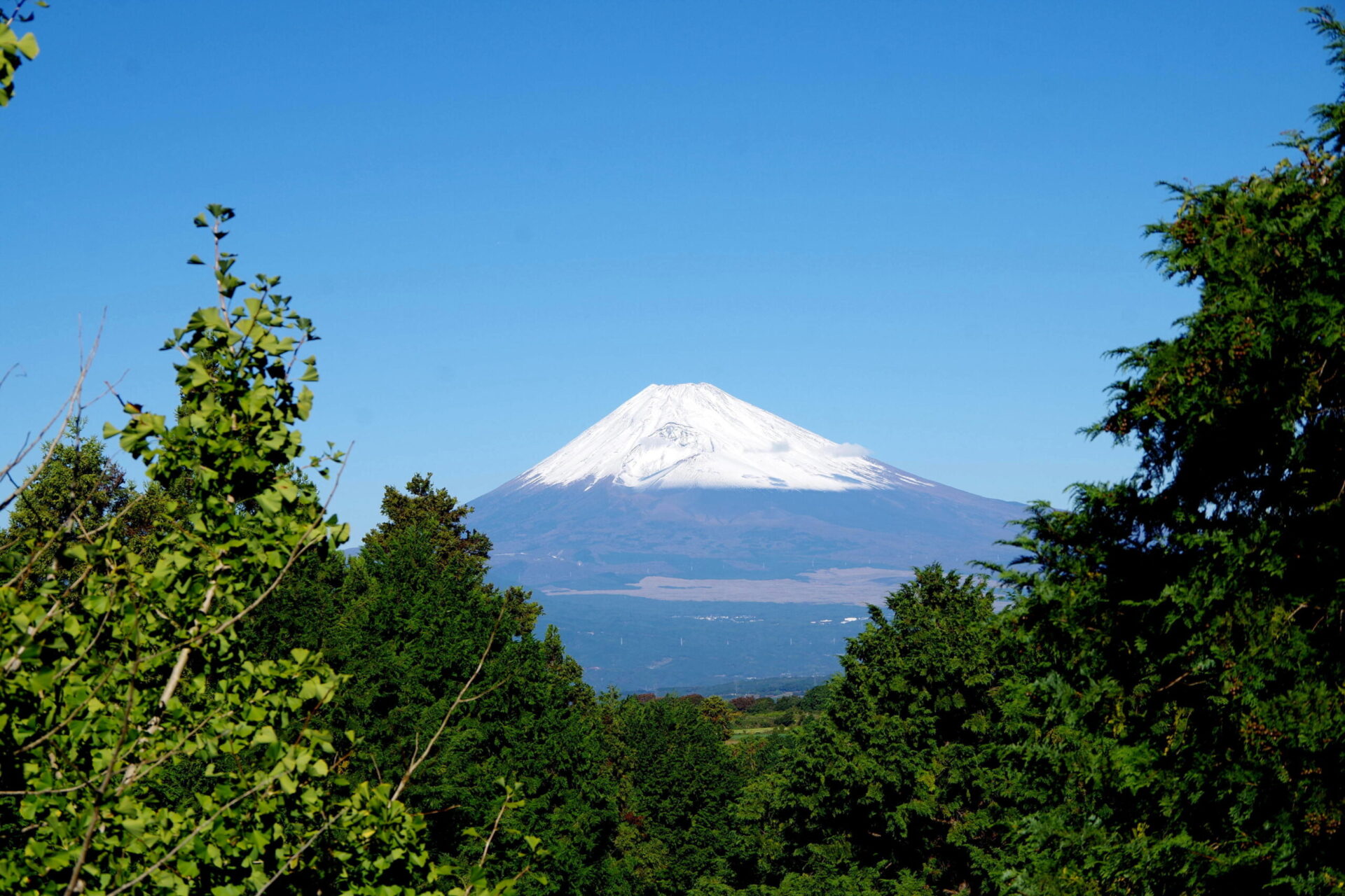 ⑨IMGP6637富士山(2F洋室)※(差替)